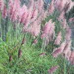 Pink grasses swaying in the wind with a blurred background