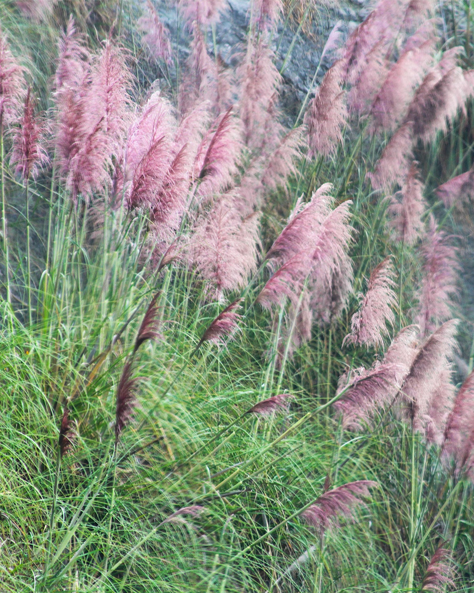 Pink grasses swaying in the wind with a blurred background