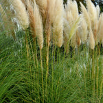 Cortaderia selloana ‘White Plume’ – Hierba de la Pampa Blanca Planta de balcón | Pack de 1 o 3