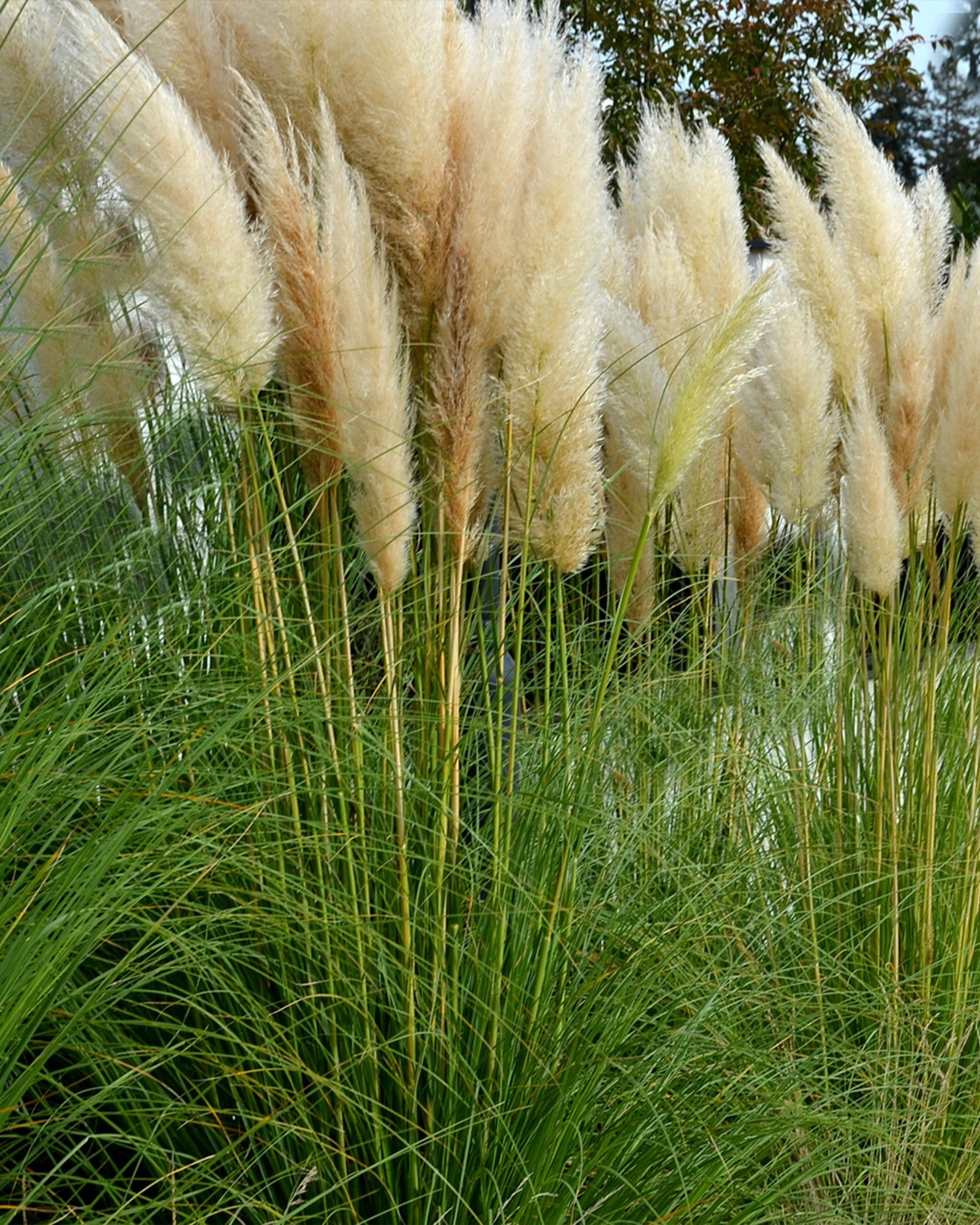 Cortaderia selloana ‘White Plume’ – Hierba de la Pampa Blanca Planta de balcón | Pack de 1 o 3