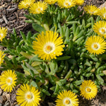 Yellow Delosperma congestum flowers with green leaves on a natural background