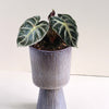 alocasia balloon heart