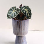 alocasia balloon heart