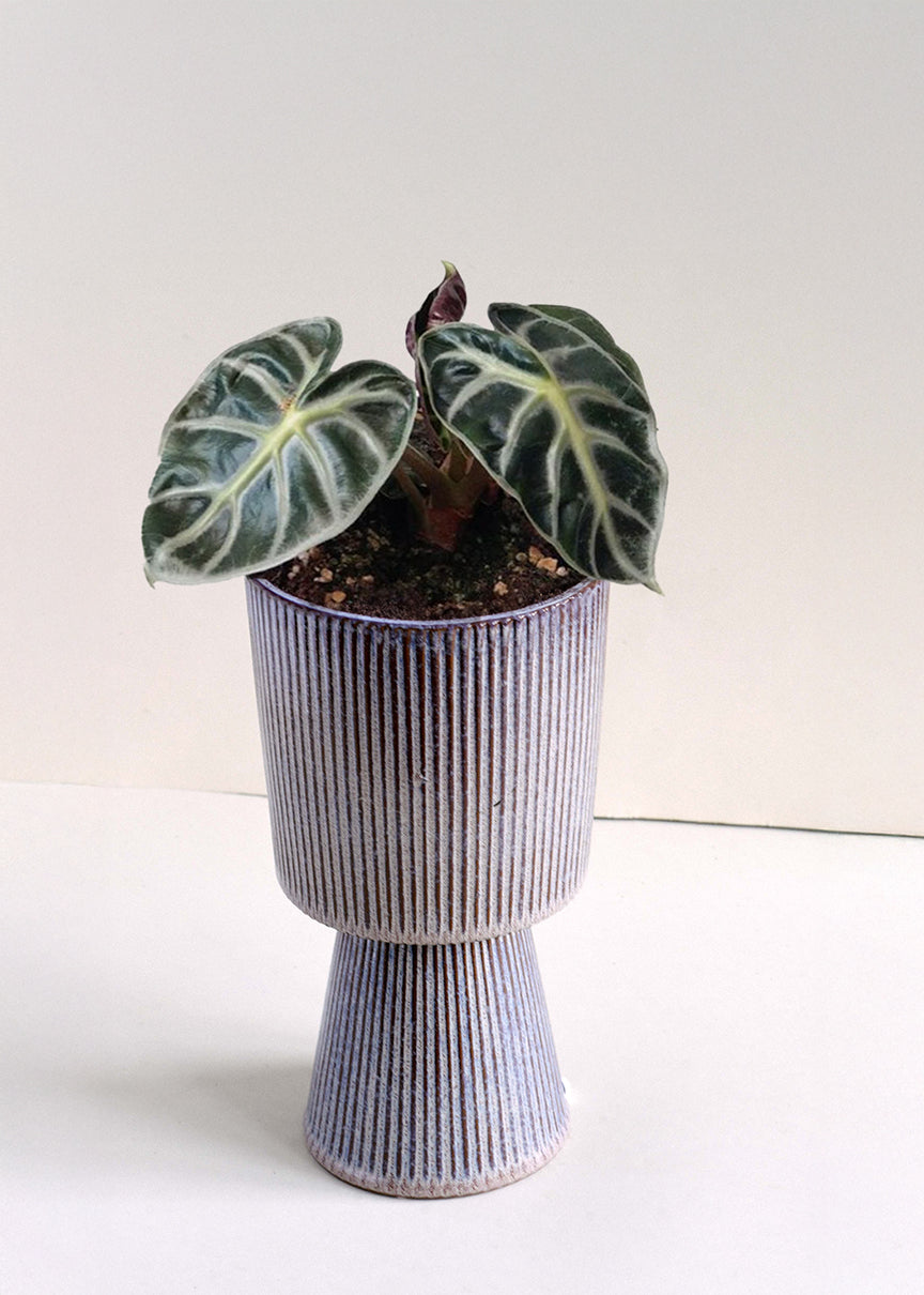 alocasia balloon heart