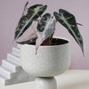 Alocasia 'Curly Bambino' Pink Variegata Baby, Approx. 10.0cm height – 6.0cm Pot Default Title 1