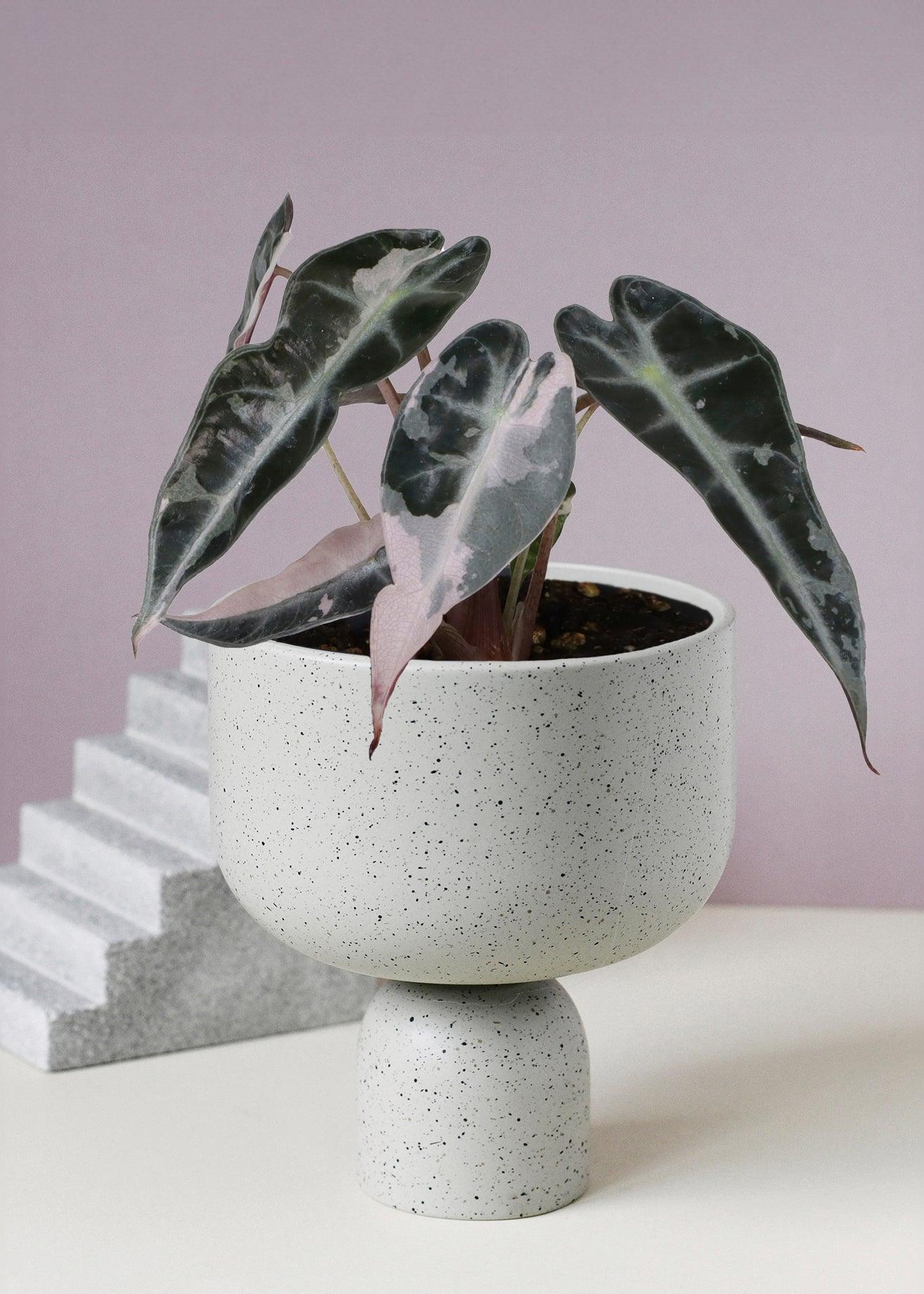 Alocasia 'Curly Bambino' Pink Variegata Baby, Approx. 10.0cm height – 6.0cm Pot Default Title 1