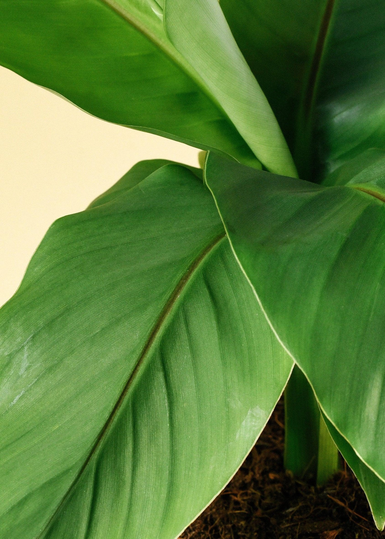 Musa Basjoo – Medium, Approx. 35.0cm height – 12.0cm Pot 3
