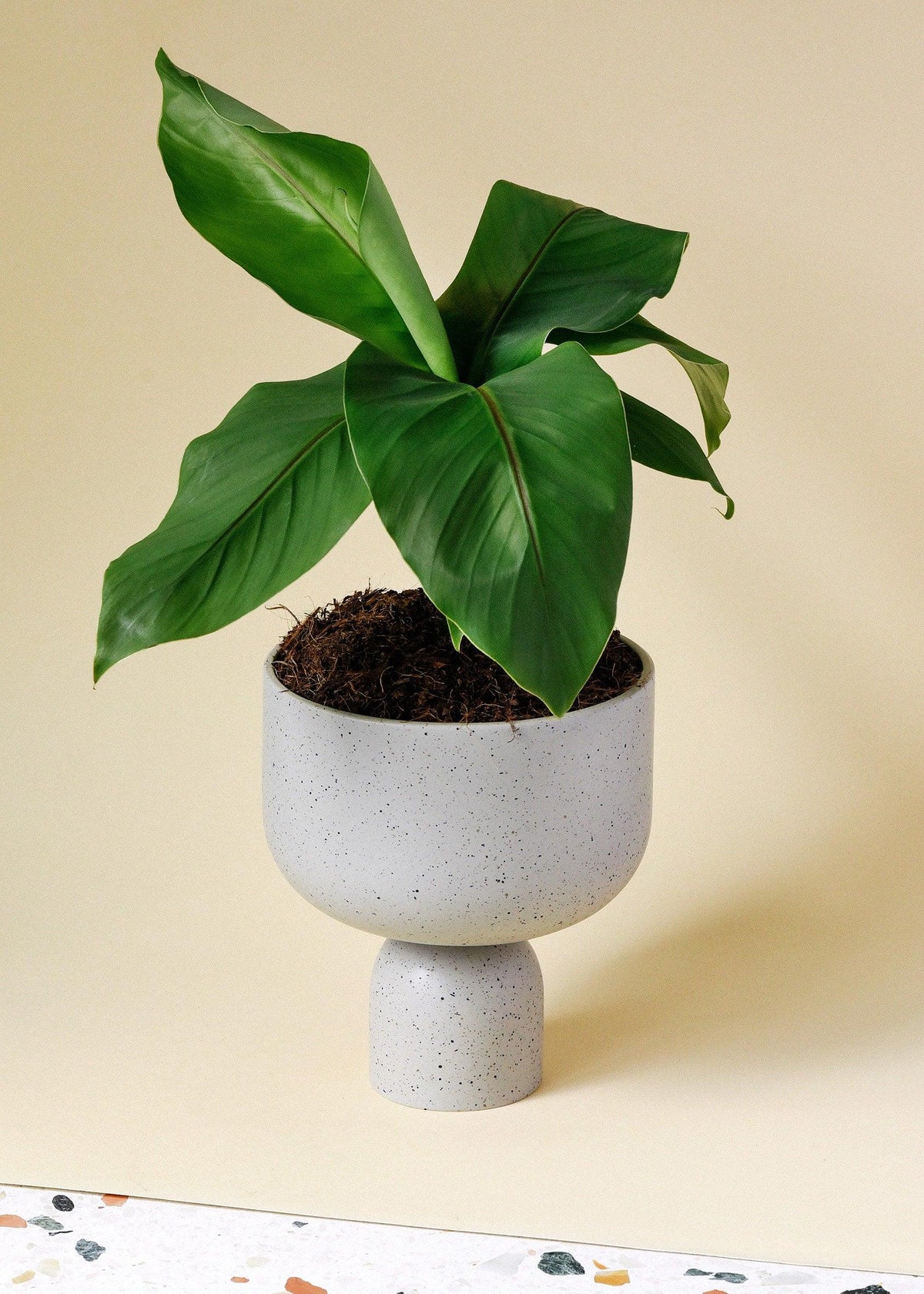 Musa Basjoo – Medium, Approx. 35.0cm height – 12.0cm Pot 2