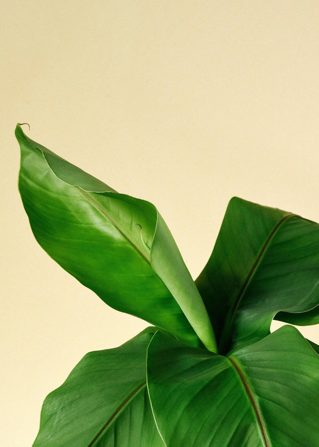 Musa Basjoo – Medium, Approx. 35.0cm height – 12.0cm Pot Default Title 1