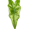 Alocasia nycteris 'Batwing' Baby