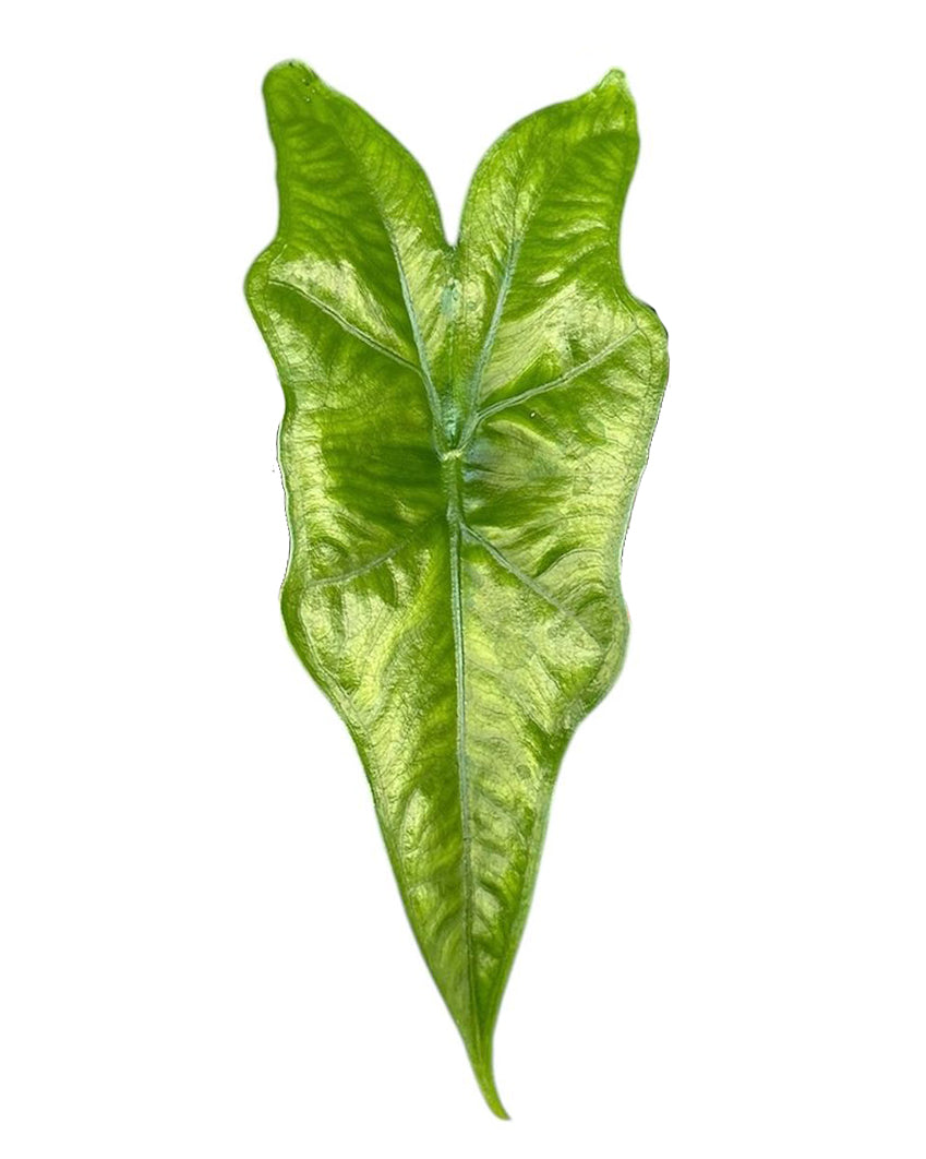 Alocasia nycteris 'Batwing' Baby
