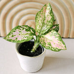 bbaglaonema_2