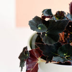Begonia Rex ‘Dark Mambo’ -  Plant Circle.