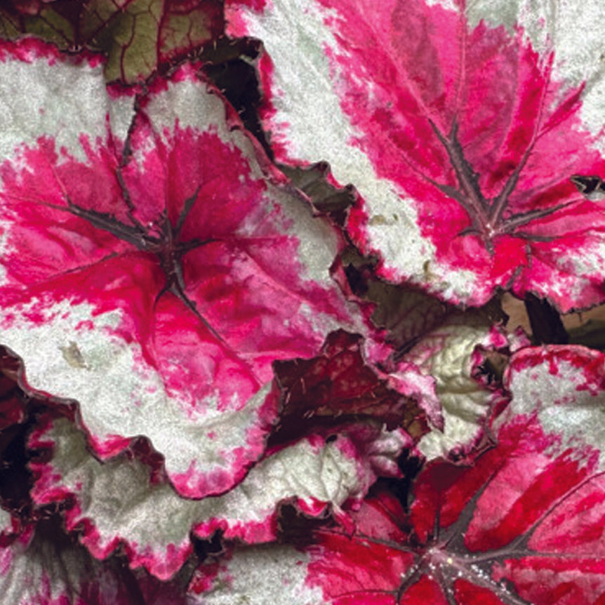 Begonia Rex 'Spitfire' -  Plant Circle.