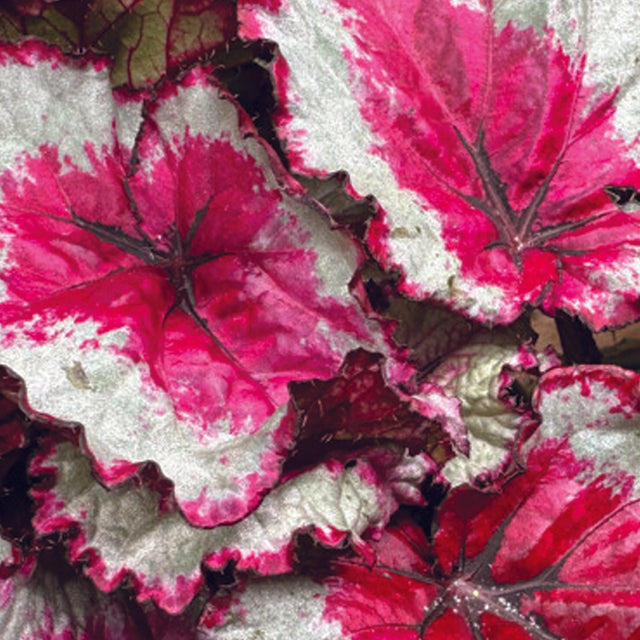 Begonia Rex 'Spitfire' -  Plant Circle.
