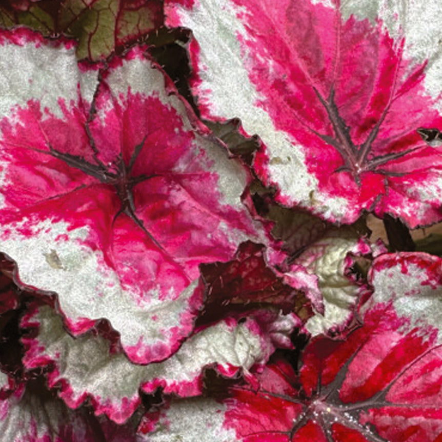 Begonia Rex 'Spitfire' -  Plant Circle.