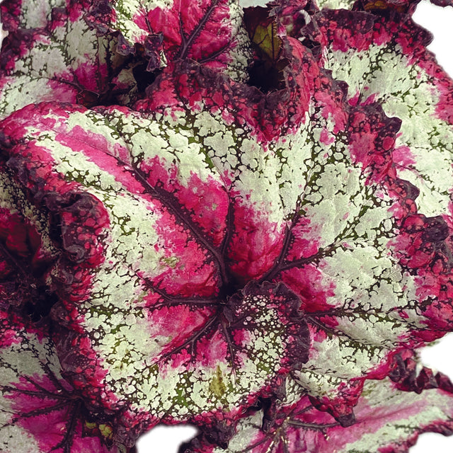 Begonia Rex ‘Odissi’ -  Plant Circle.