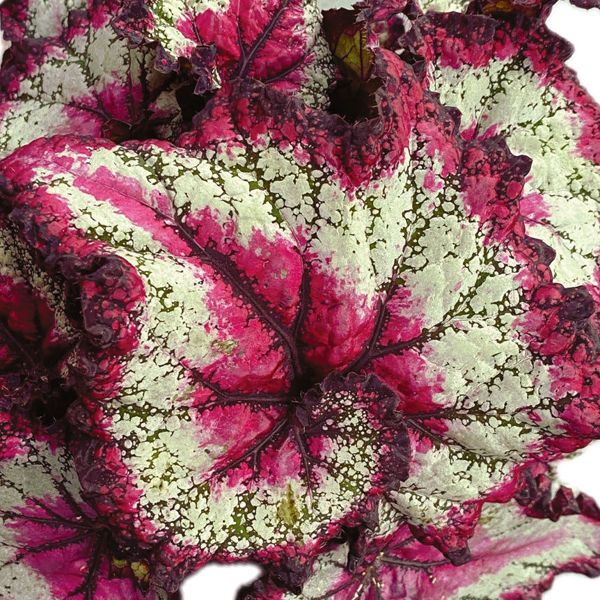 Begonia Rex ‘Odissi’ -  Plant Circle.