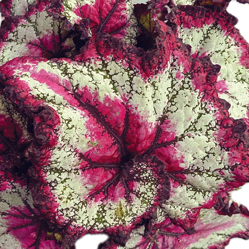 "Beautiful Begonia Rex 'Odissi'. A perfect begonia for your indoor houseplant collection."
