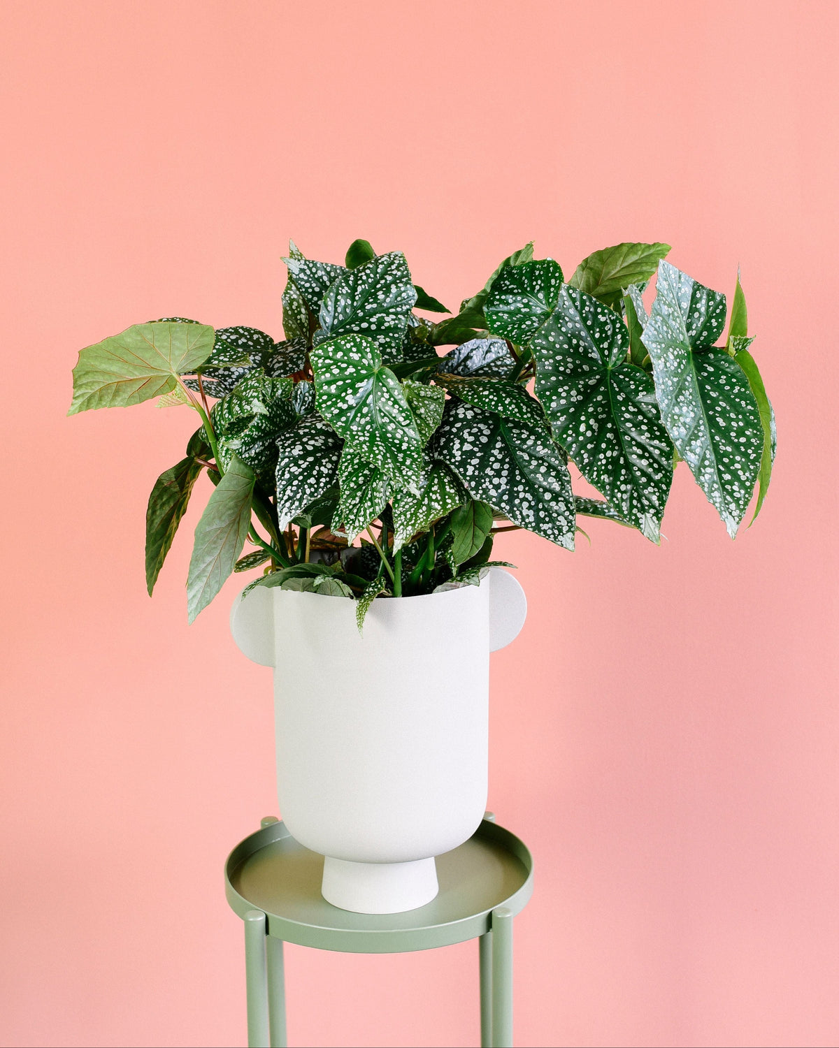 A potted houseplant with glossy green leaves covered in white spots, set in a white ceramic pot on a light sage green stand against a solid pink background.