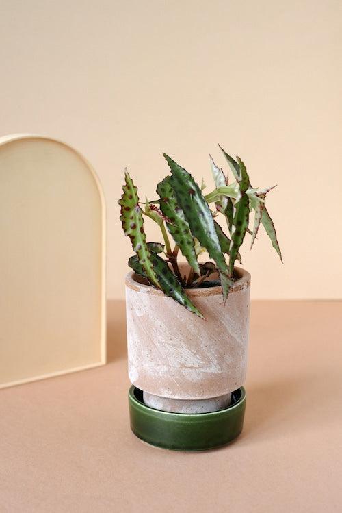 Healthy Begonia Amphioxus Baby by Plant Circle – Baby, Approx. 12.0cm height by Plant Circle – 6.0cm Pot. A perfect begonia amphioxus baby by plant circle – baby, approx. 12.0cm height by plant circle – 6.0cm pot for your indoor houseplant collection.