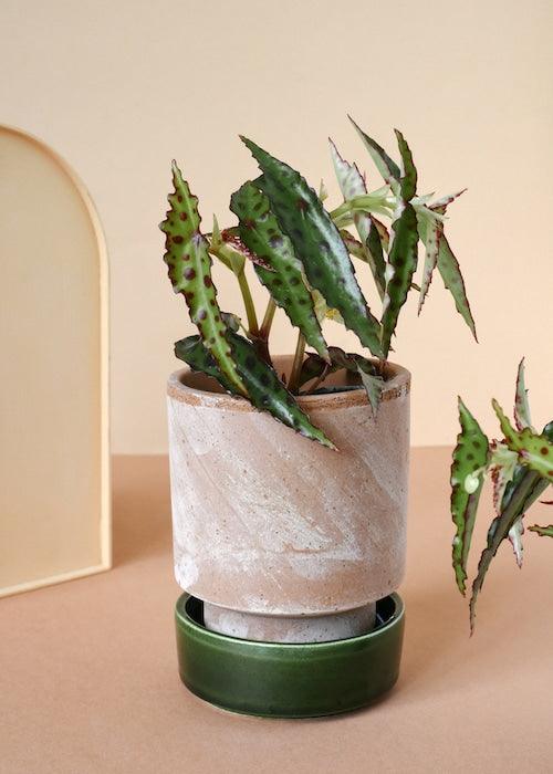 Healthy Begonia Amphioxus Baby by Plant Circle – Baby, Approx. 12.0cm height by Plant Circle – 6.0cm Pot. A perfect begonia amphioxus baby by plant circle – baby, approx. 12.0cm height by plant circle – 6.0cm pot for your indoor houseplant collection.