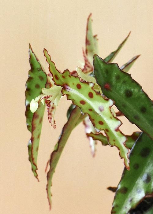 Begonia Amphioxus Baby – Baby, Approx. 12.0cm height – 6.0cm Pot 3