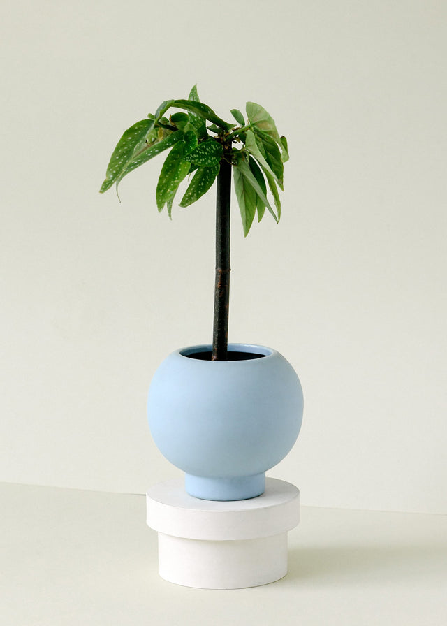 Begonia Albopicta 'Tamaya' Baby – Medium, Approx. 45.0cm height – 12.0cm Pot Default Title