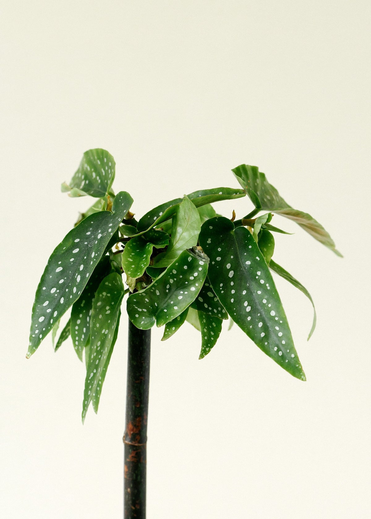 Begonia Albopicta 'Tamaya' Baby – Medium, Approx. 45.0cm height – 12.0cm Pot 2