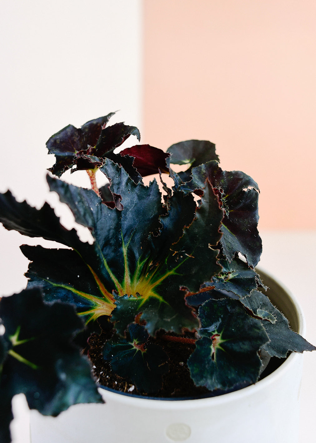 Begonia Rex Dark Mambo Medium