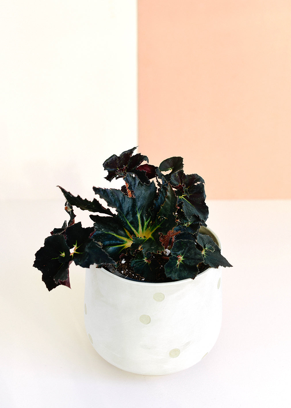 Begonia Rex Dark Mambo Medium