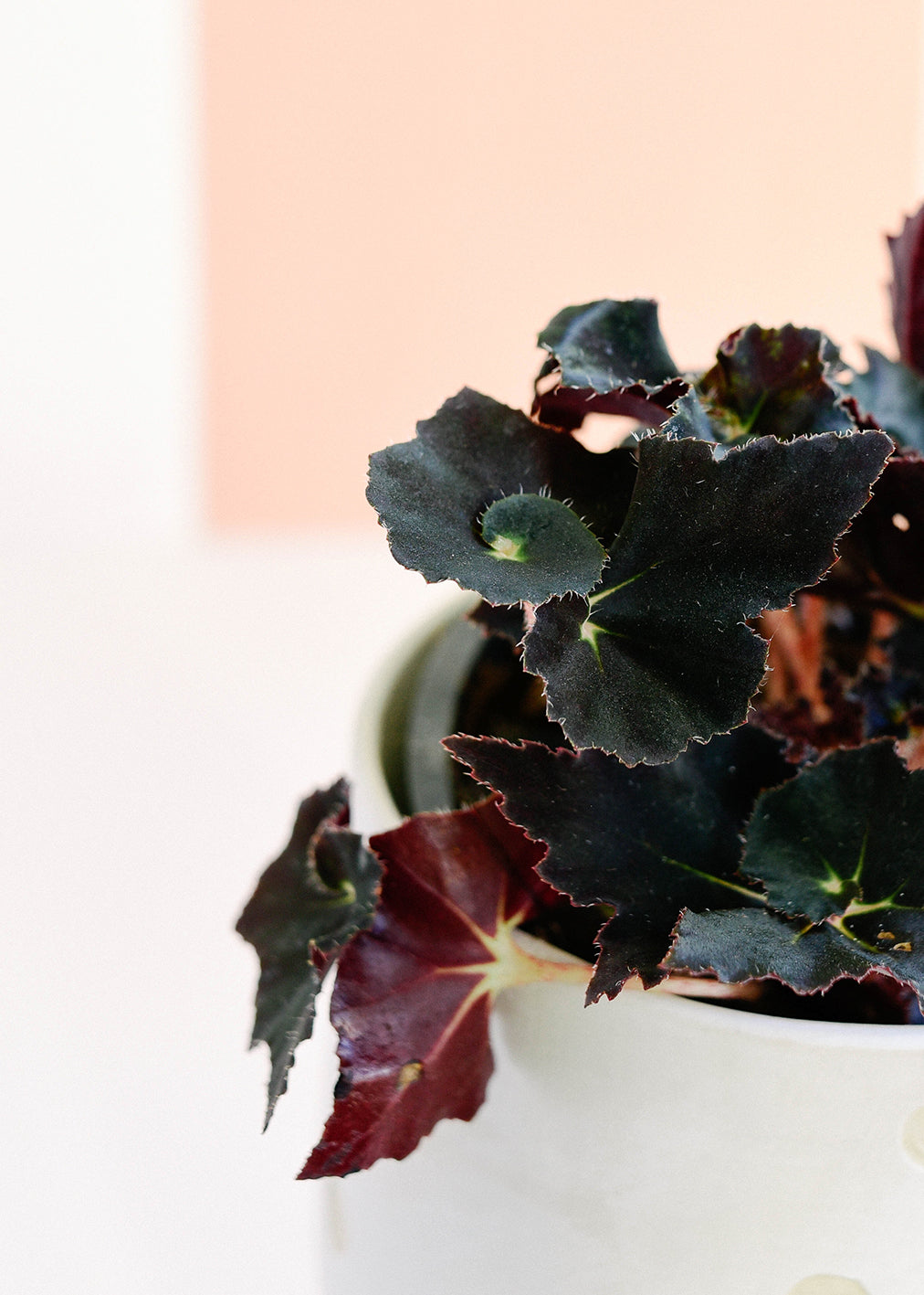 Begonia Rex ‘Dark Mambo’ -  Plant Circle.