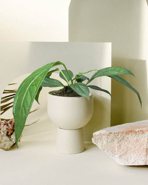 anthurium big and bold Anthurium 'Big Bill' (A. pendulifolium x cubense) Large