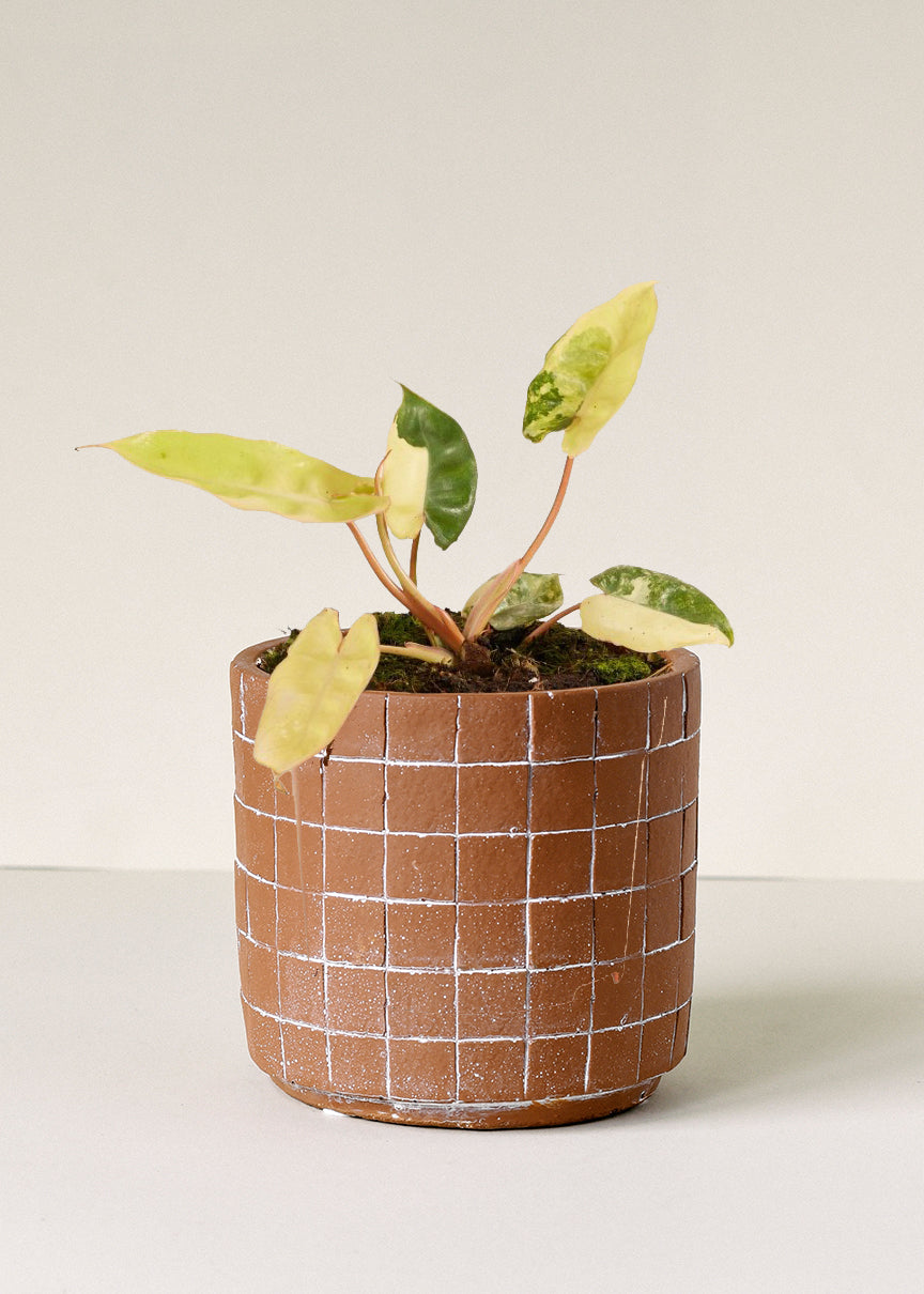 Rare Philodendron Billietiae Variegata S -  Geen.