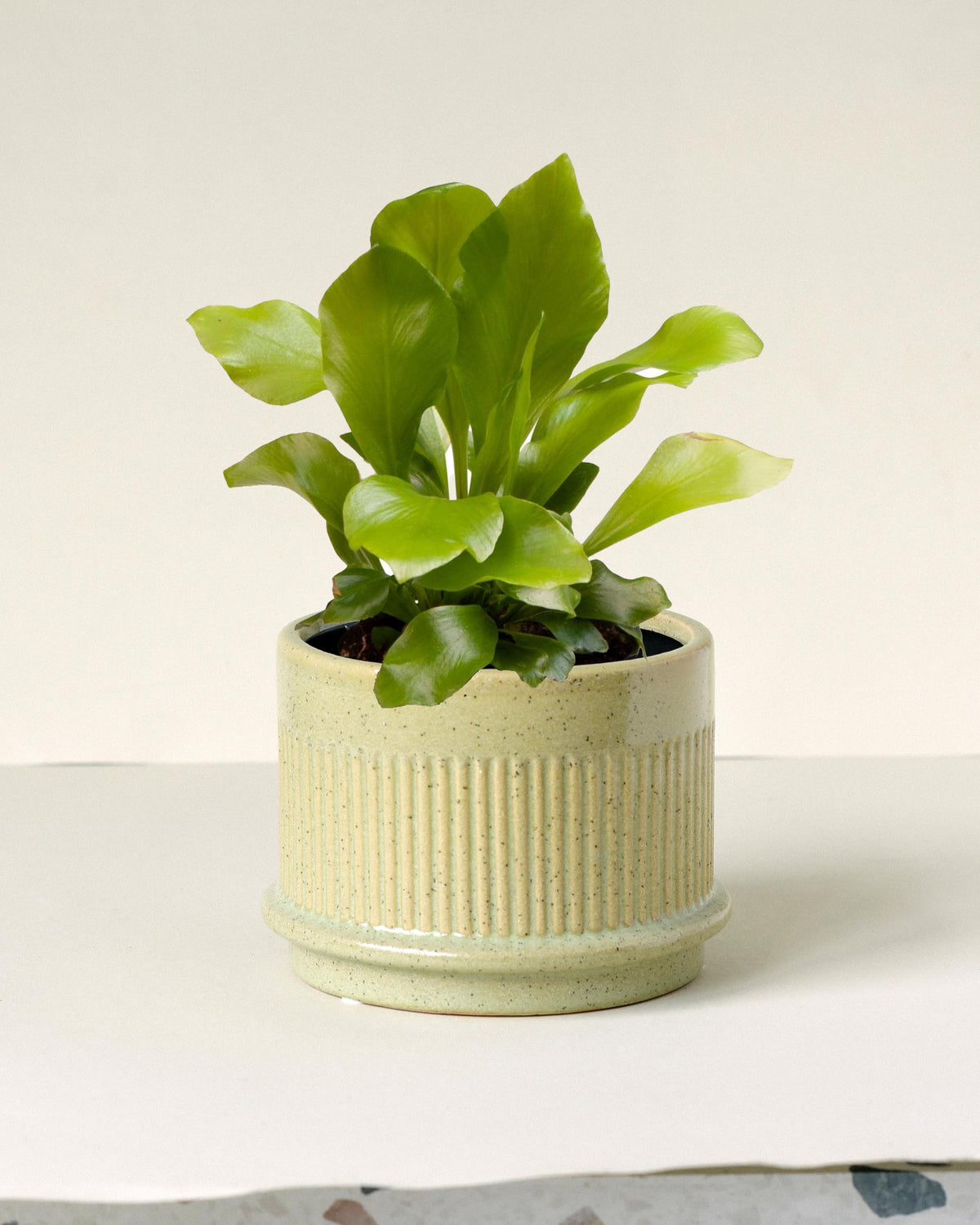 A young Asplenium Nidus (Bird's Nest Fern) plant in a beige pot, with glossy green leaves arranged in a characteristic nest shape.