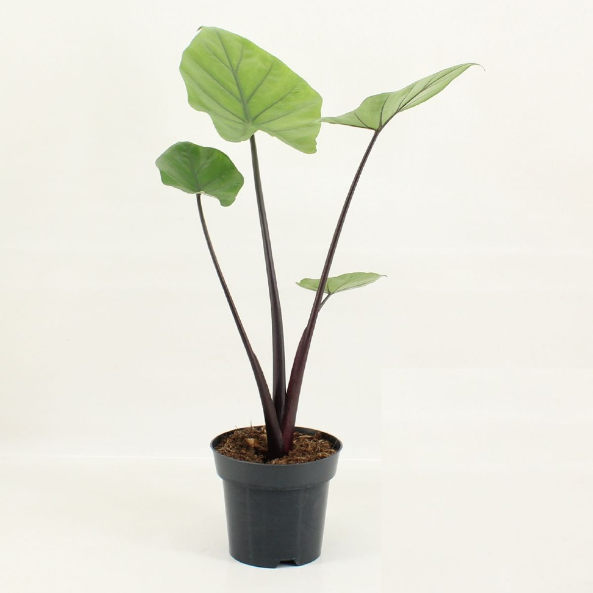 Alocasia black cobra in a grey nursery pot with black extra long stems