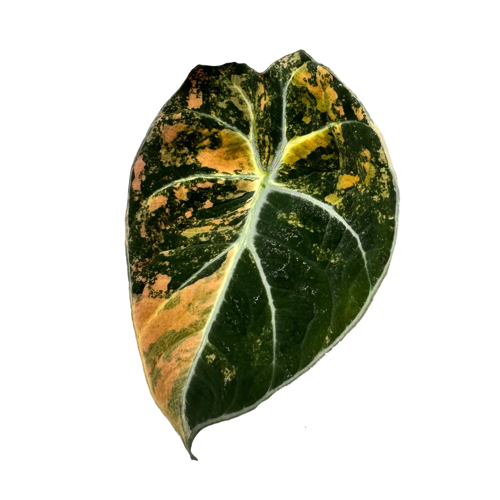 black velvet gold aurea