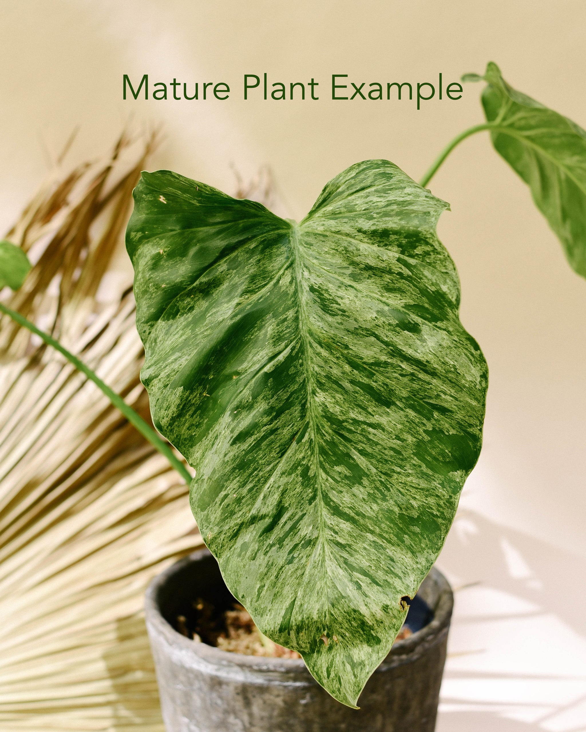 Philodendron giganteum variegata von Plant Circle – Plug, ca. 10,0 cm hoch von Plant Circle – 3,0 cm Topf