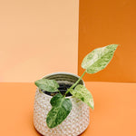 Philodendron Giganteum Blizzard