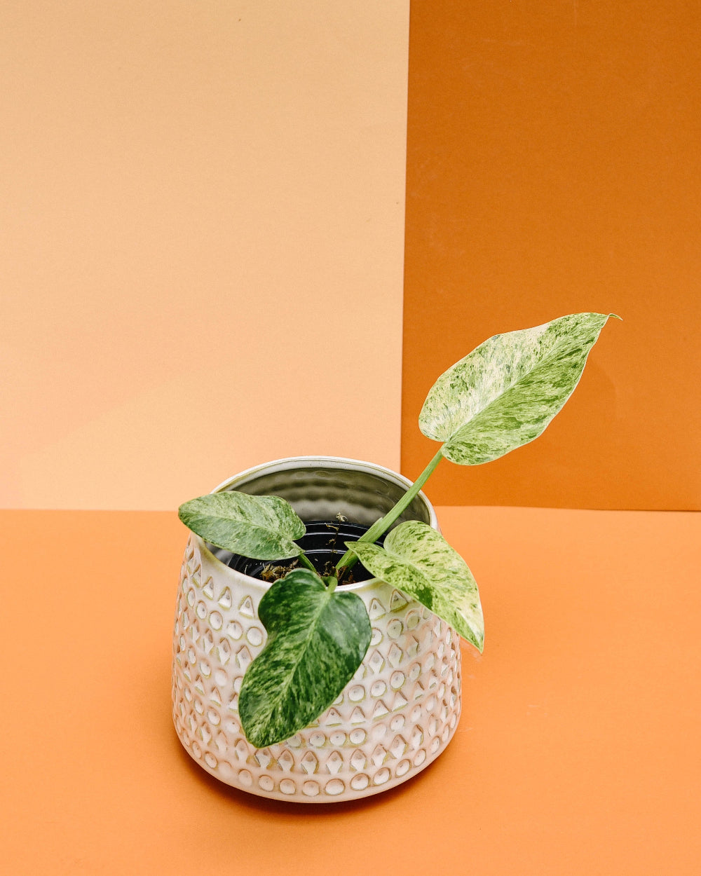 Philodendron Giganteum Blizzard