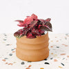 Iresine Diffusa f. Herbstii 'Rich Redstar' aka 'Bloodleaf' Medium