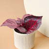 Iresine Diffusa f. Herbstii 'Rich Redstar' aka 'Bloodleaf' 