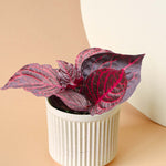 Iresine Diffusa f. Herbstii 'Rich Redstar' aka 'Bloodleaf' 
