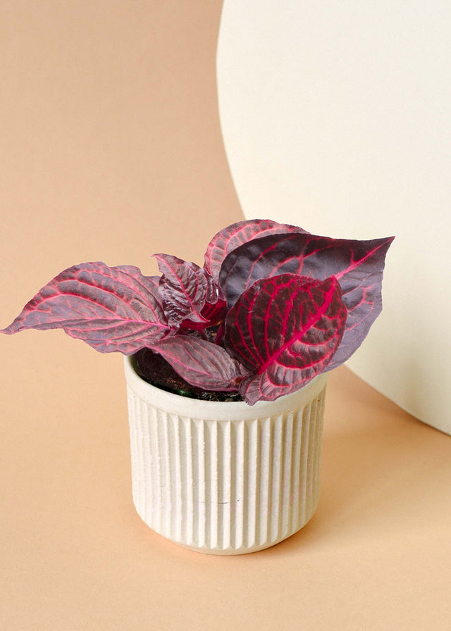 Iresine Diffusa f. Herbstii 'Rich Redstar' aka 'Bloodleaf' 