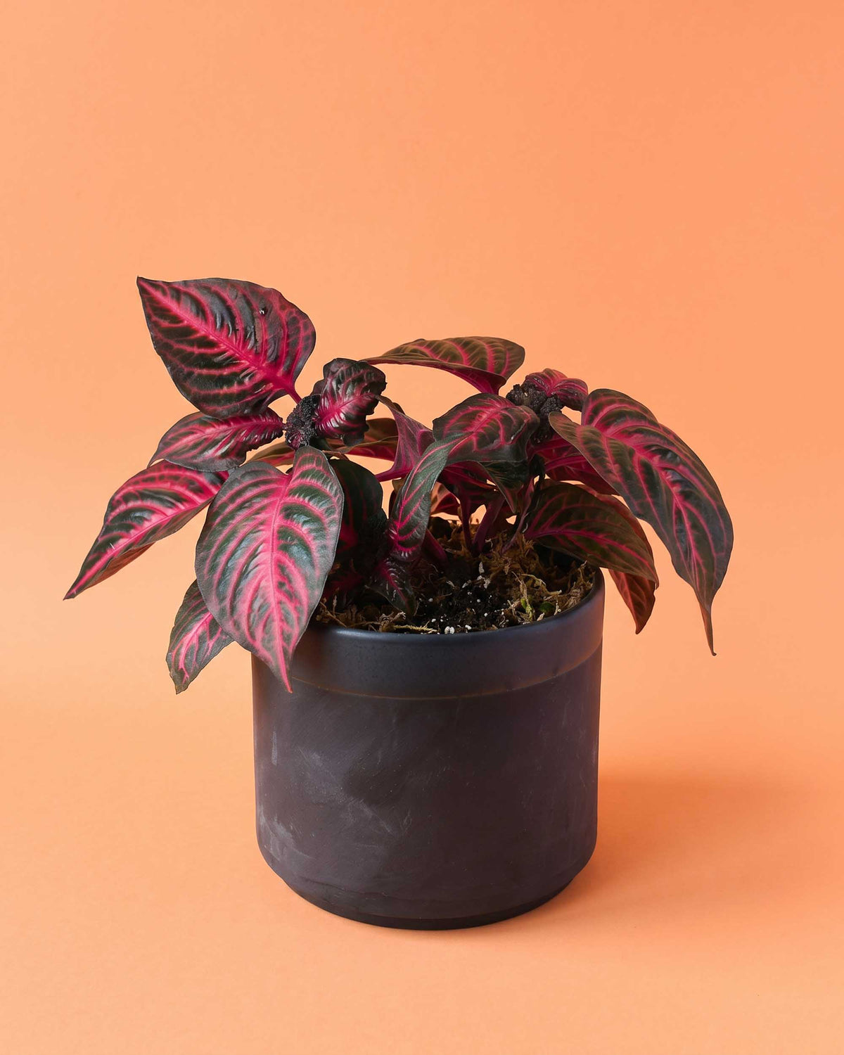 Iresine Diffusa f. Herbstii 'Rich Redstar', auch bekannt als 'Bloodleaf' Medium