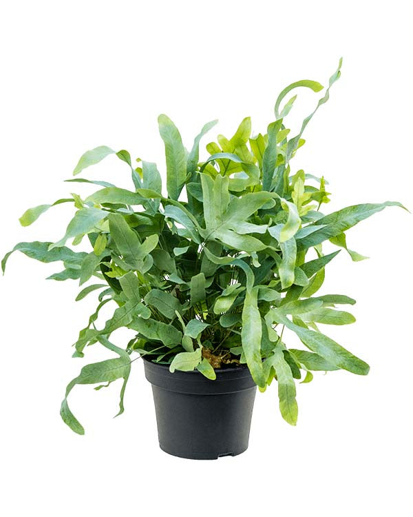 Medium Phlebodium ‘Blue Star’ fern in black nursery pot with curly, blue-green foliage.
