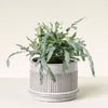 Large Phlebodium ‘Blue Star’ fern in textured ceramic pot with long, wavy blue-green fronds.
