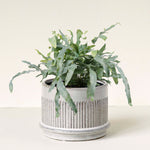 Large Phlebodium ‘Blue Star’ fern in textured ceramic pot with long, wavy blue-green fronds.
