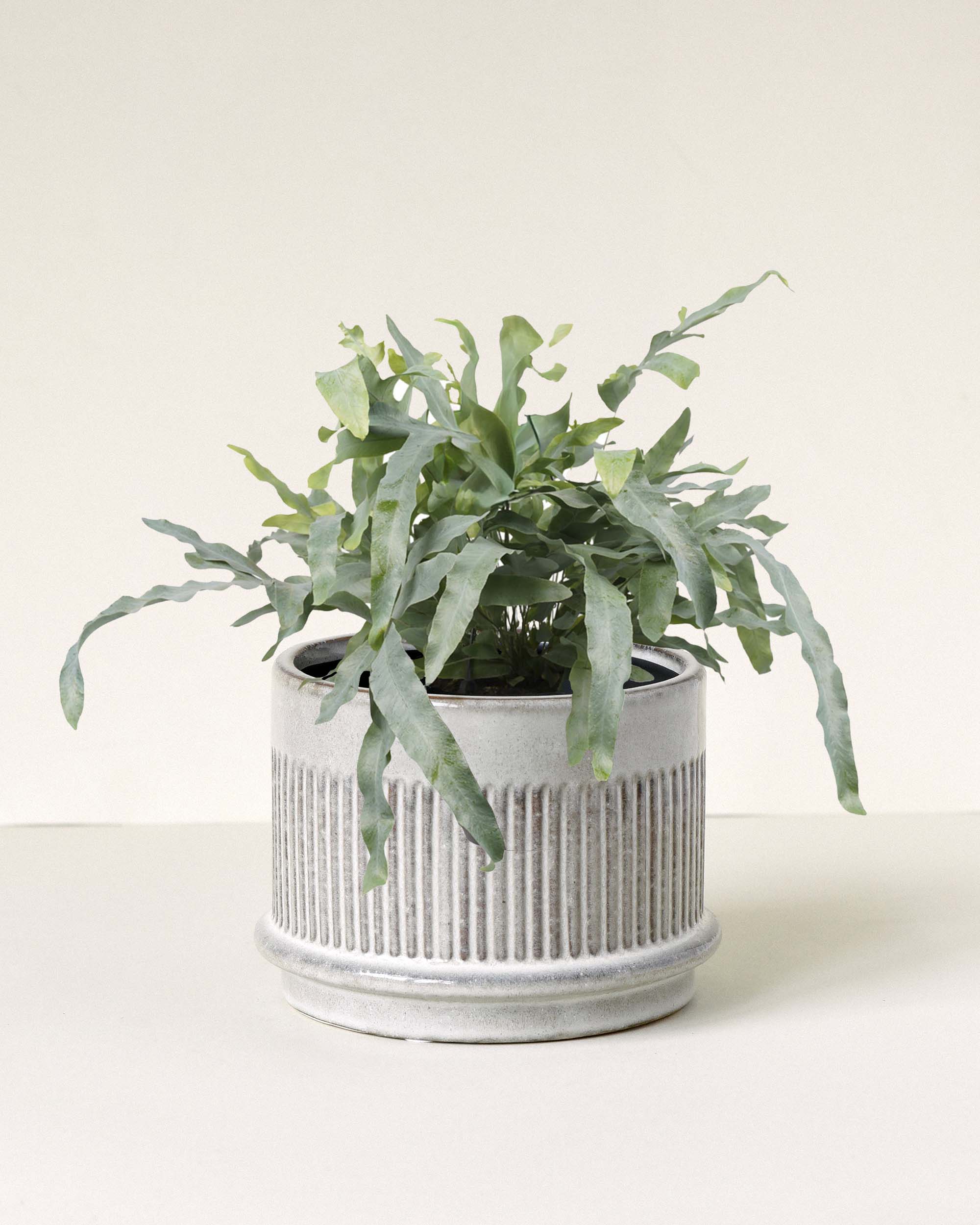 Large Phlebodium ‘Blue Star’ fern in textured ceramic pot with long, wavy blue-green fronds.
