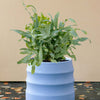 Phlebodium aureum ‘Blue Star’ medium plant in ribbed blue pot with wavy, silvery blue-green fronds.
